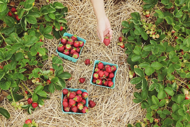 Farm landscape — farms and ranches are common Harvest Hosts locations